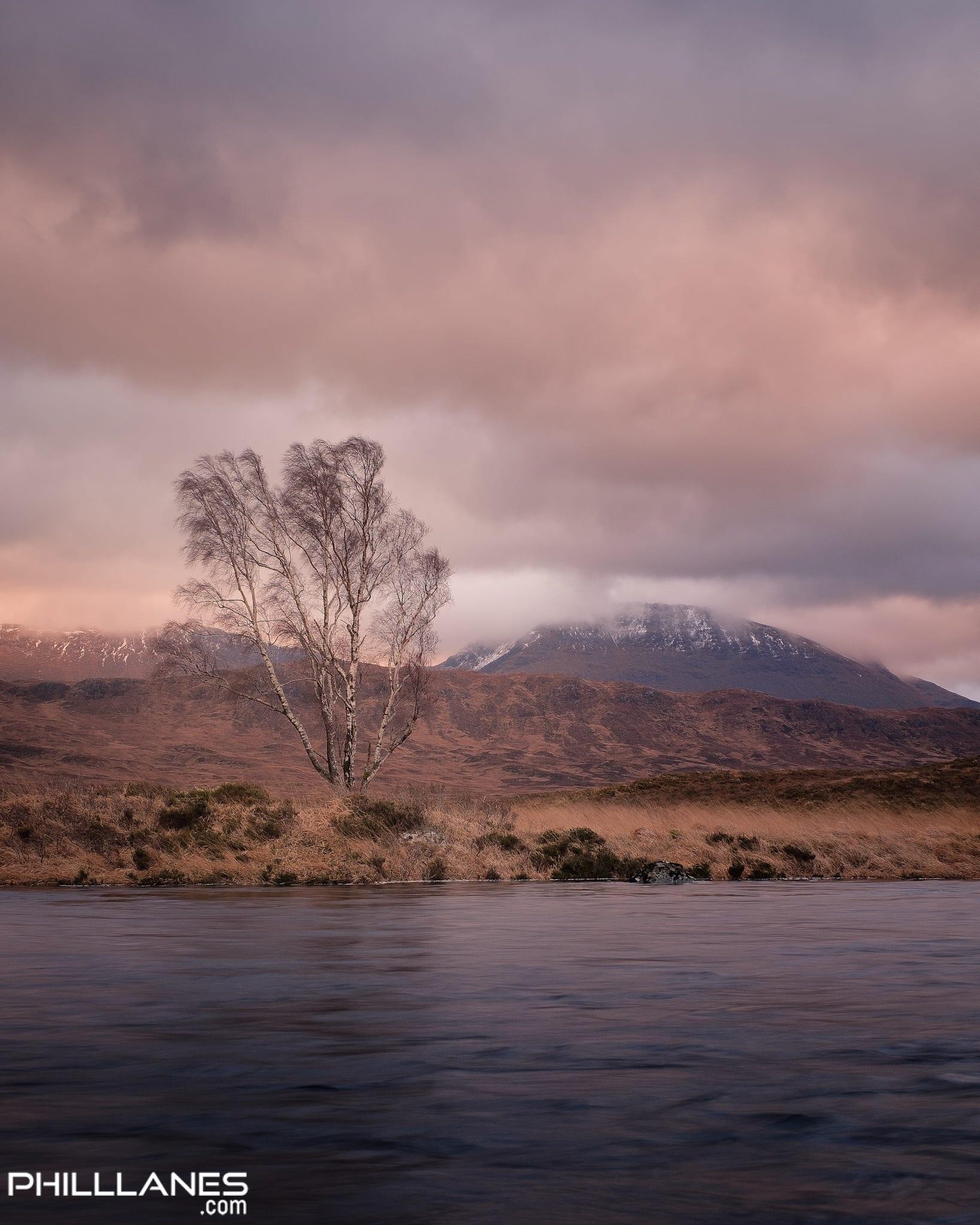 Dawn Tree