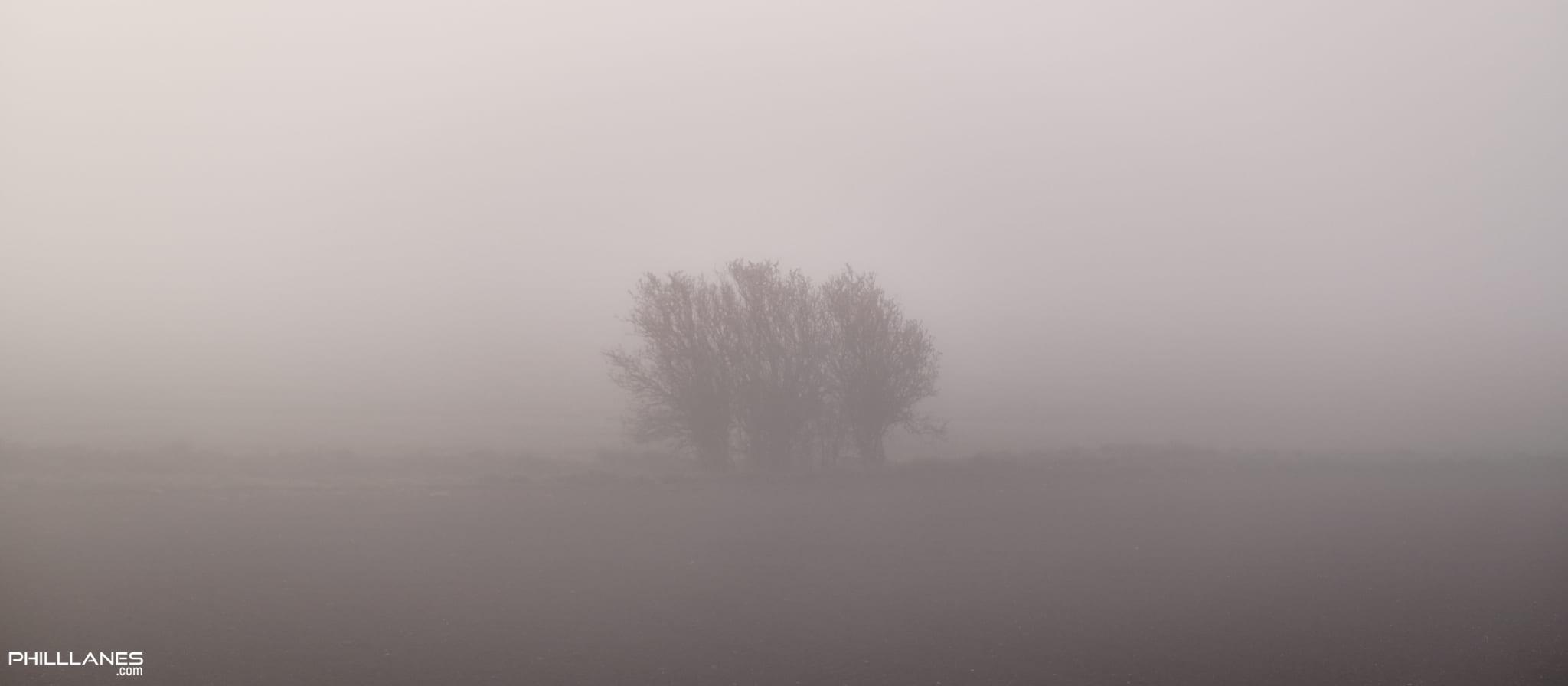 Foggy Field