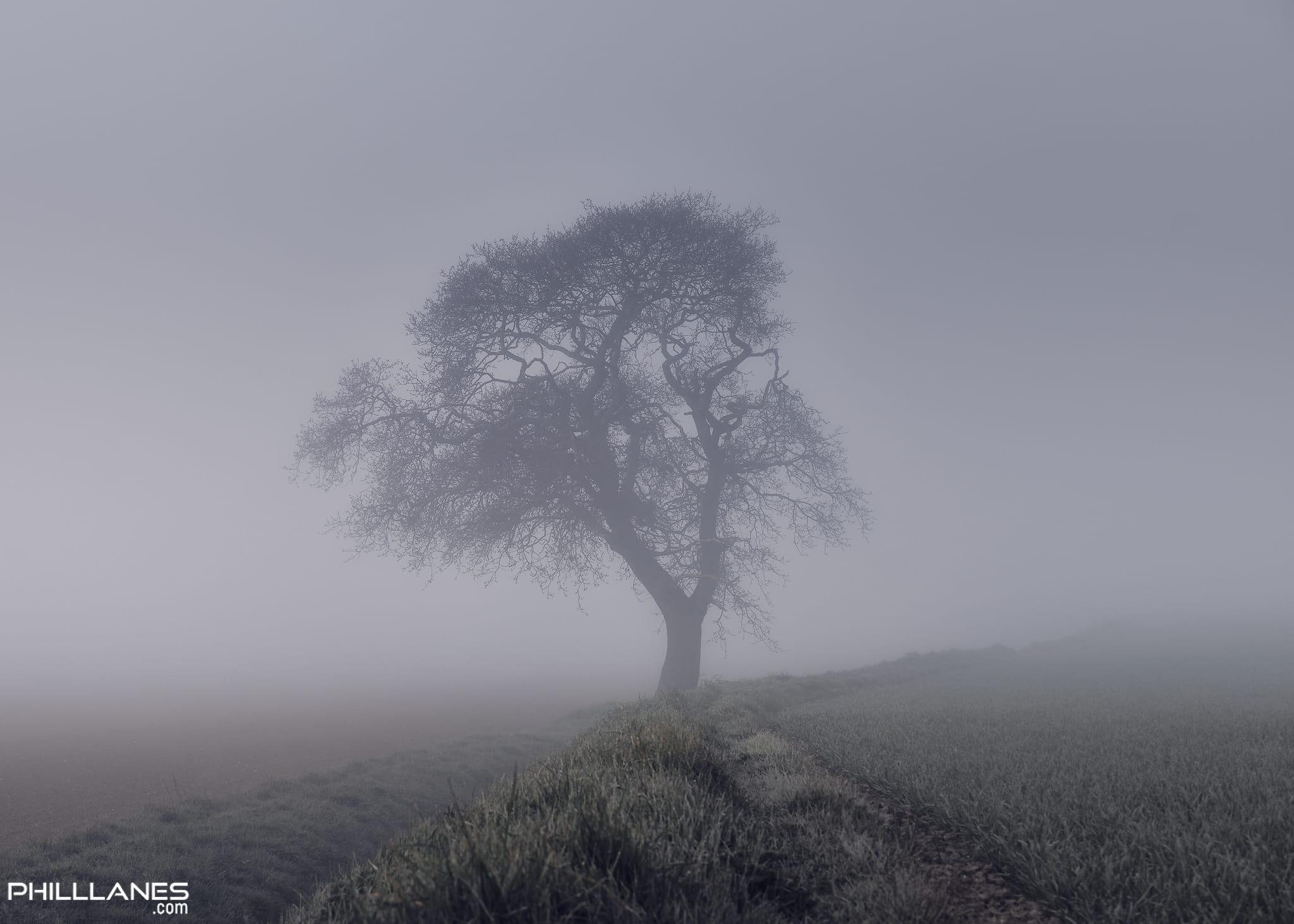 Foggy Old Oak