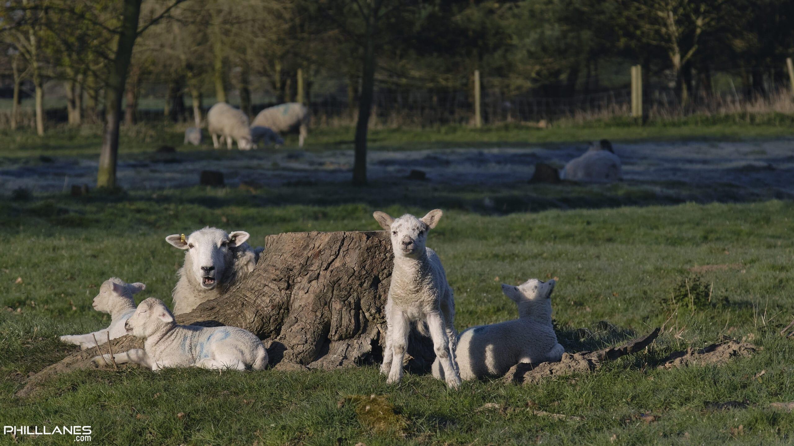 Lamb Stump