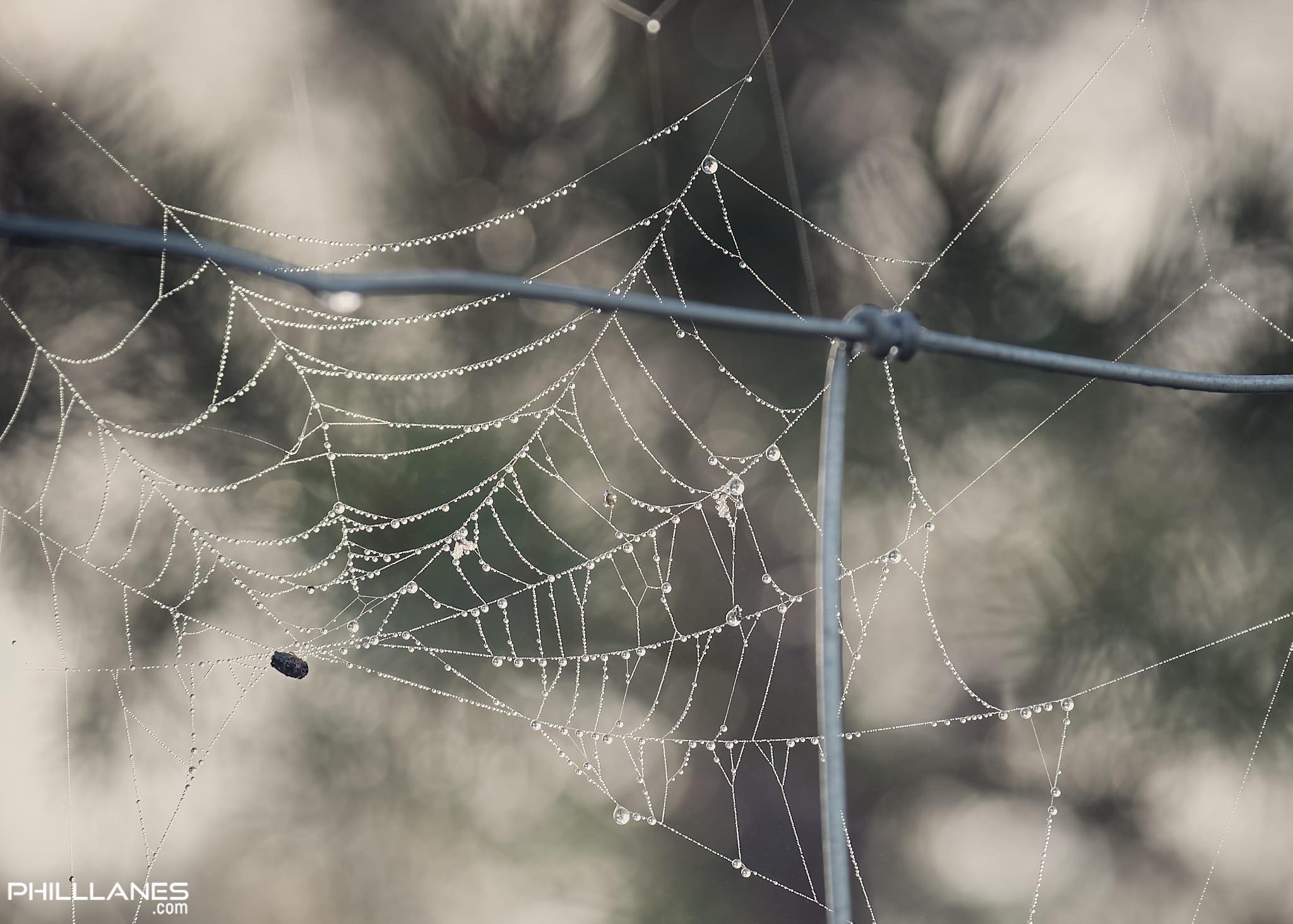 Misty Web