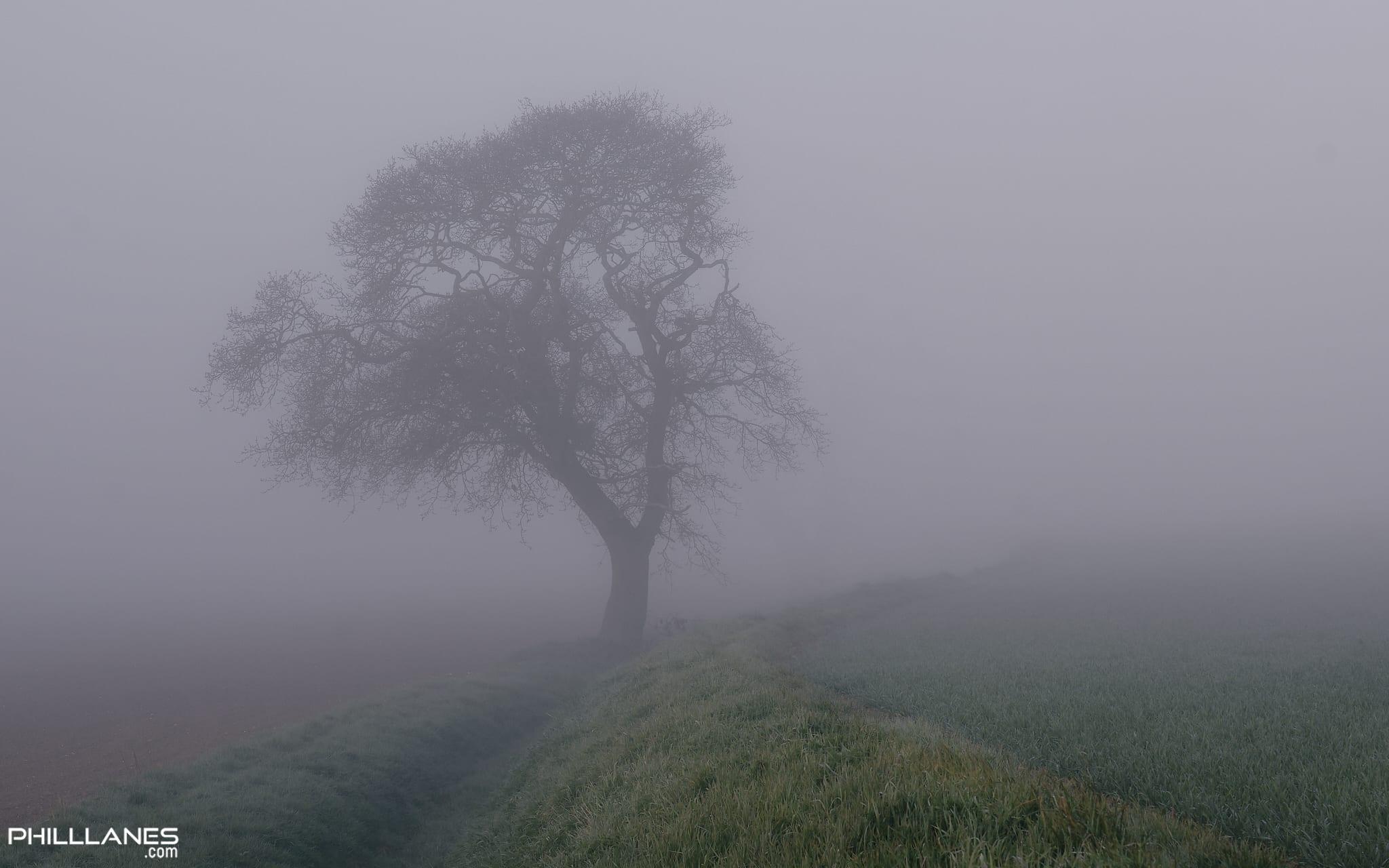 Oakin Fog