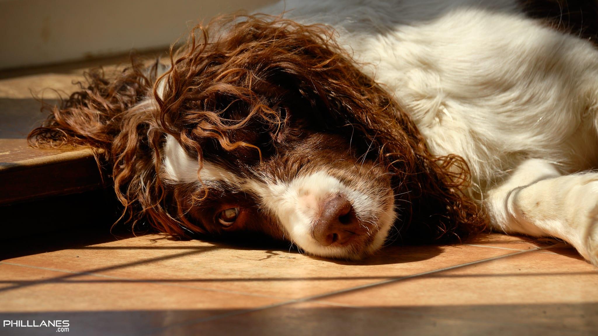 Puppered Lucy