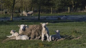 Lamb Stump